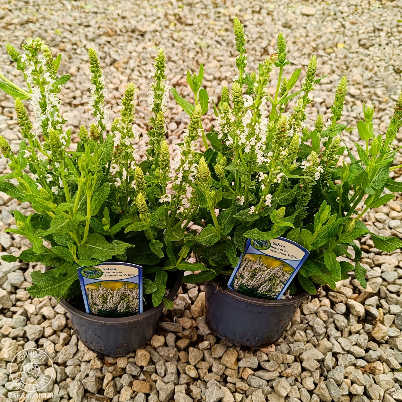 Obrázok Šalvia hájna (Salvia nemorosa) ´SENSATION WHITE´ - kont. C1,5L